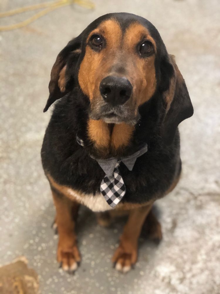 WHITE HOUSE KENNEL Updated August 2024 2673 Tenbrook Rd, Arnold