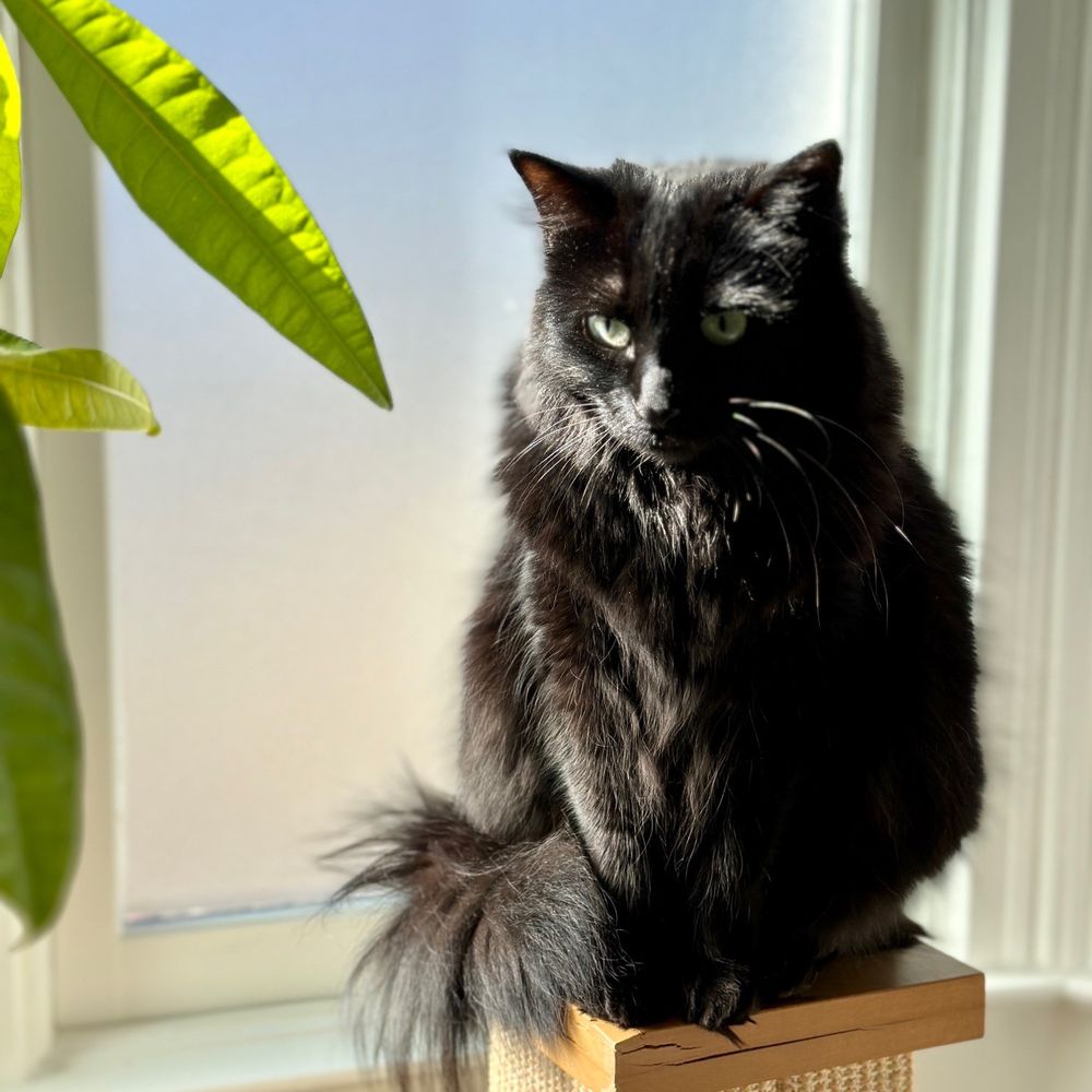 Who Grooms Cats near Me: Top Trusted Groomers Revealed!