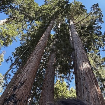 General Sherman Tree - Hiking Near Me - Sequoia National Park, California General Sherman Tree - Hiking Near Me - Sequoia National Park, California