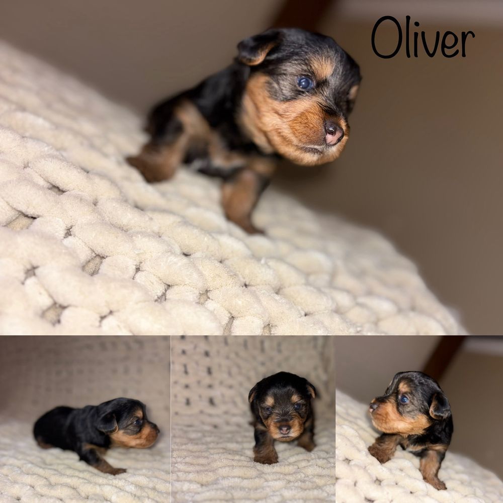 THE BEST 10 PET BREEDERS near PIKEVILLE, KY 41501 - Updated 2026 - Hours -  Yelp