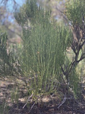 Tusayan Ruin by null