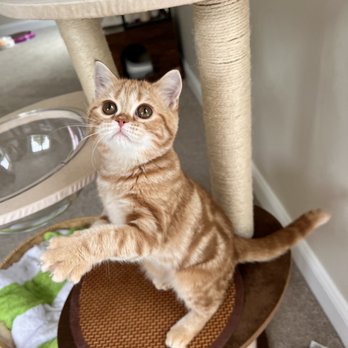 Scottish Fold Cuddly Kittens - Red classic tabby Scottish Straight - Pet Breeders Near Me Scottish Fold Cuddly Kittens - Red classic tabby Scottish Straight - Pet Breeders Near Me