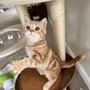 Photo of Scottish Fold Cuddly Kittens