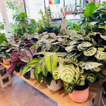 Plant Shoppe - Nurseries & Gardening Near Me - San Antonio, Texas Plant Shoppe - Nurseries & Gardening Near Me - San Antonio, Texas