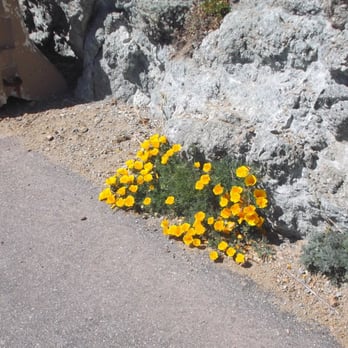 Devil's Slide Coastal Trail - Man, the official state flower will grow *anywhere*! - Hiking Near Me - Pacifica, California