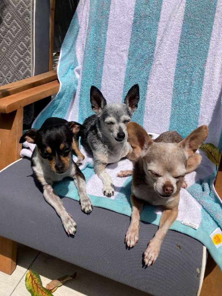 HAPPY PAWS DOG TRAINING LA 195 Photos & 82 Reviews Los Angeles