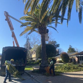 Miabella Expert Tree Service - Tree Services Near Me Miabella Expert Tree Service - Tree Services Near Me