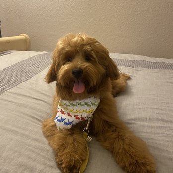 Doggie Dos  - After - Pet Groomers Near Me - La Mesa, California