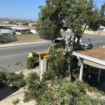 Premier Tree Experts - Goodbye useless longan tree with no fruits - Tree Services Near Me - Orange, California Premier Tree Experts - Goodbye useless longan tree with no fruits - Tree Services Near Me - Orange, California