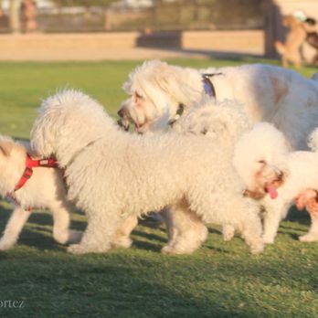 Vila Borba Park - Dog Parks Near Me - Chino Hills, California Vila Borba Park - Dog Parks Near Me - Chino Hills, California