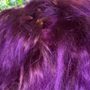 Photo of Purr Beauty Parlor