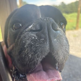 Red Barn Pet Resort - Look at that smile I love her so much! - Pet Boarding Near Me - Charleston, Tennessee Red Barn Pet Resort - Look at that smile I love her so much! - Pet Boarding Near Me - Charleston, Tennessee