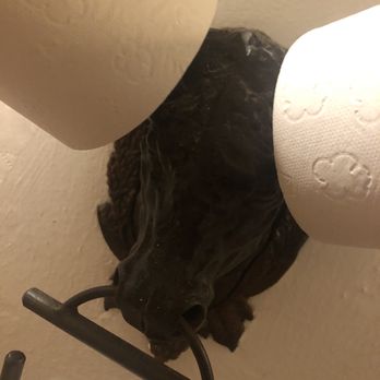 Cañete - Toilet paper holder - Tapas/Small Plates Near Me - Barcelona, B Cañete - Toilet paper holder - Tapas/Small Plates Near Me - Barcelona, B