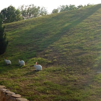 Elm Creek Manor - Bunnies on the run! Escapees high tailing it up the ridge - Bed & Breakfast Near Me - Muenster, Texas Elm Creek Manor - Bunnies on the run! Escapees high tailing it up the ridge - Bed & Breakfast Near Me - Muenster, Texas