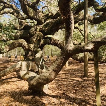 Angel Oak - Parks Near Me - Johns Island, South Carolina