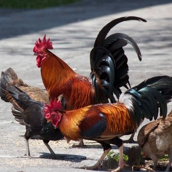 River Rayz Travel - Chickens roam freely everywhere! - Travel Agents Near Me River Rayz Travel - Chickens roam freely everywhere! - Travel Agents Near Me