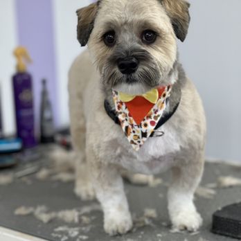 Grooms By Amber - Pet Groomers Near Me - Harrison, New York