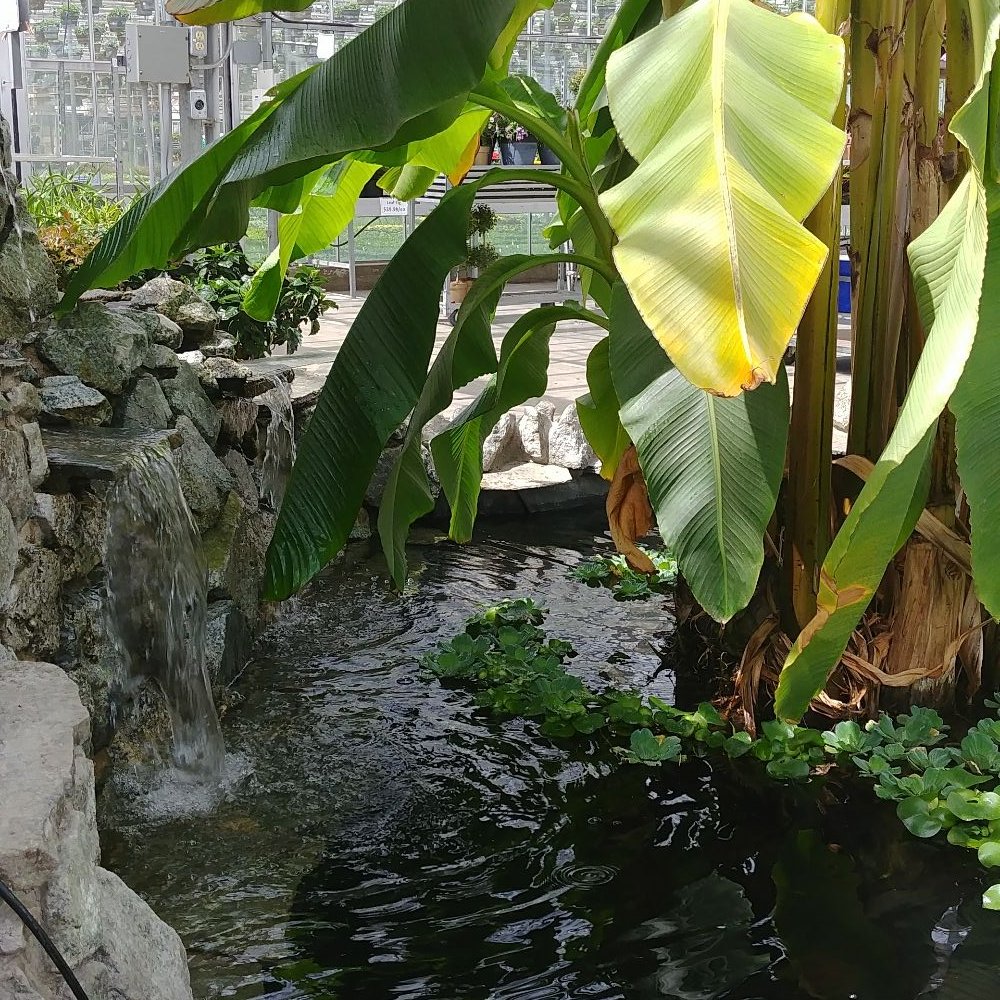 Devan Greenhouses - Nurseries & Gardening Near Me - Abbotsford, British Columbia