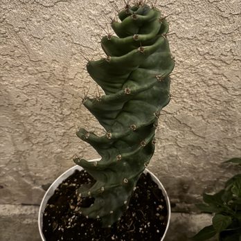 Jay's Plants - Nurseries & Gardening Near Me - Los Angeles, California Jay's Plants - Nurseries & Gardening Near Me - Los Angeles, California