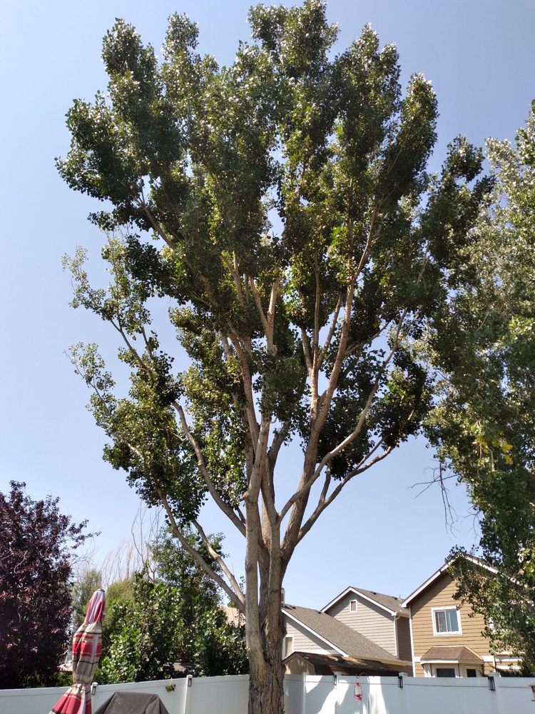 AFFORDABLE TREE AND SHRUB EXPERTS Updated August 2024 48 Photos