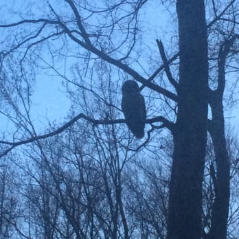 Great Falls Park - Saw an Owl! - Parks Near Me - McLean, Virginia Great Falls Park - Saw an Owl! - Parks Near Me - McLean, Virginia