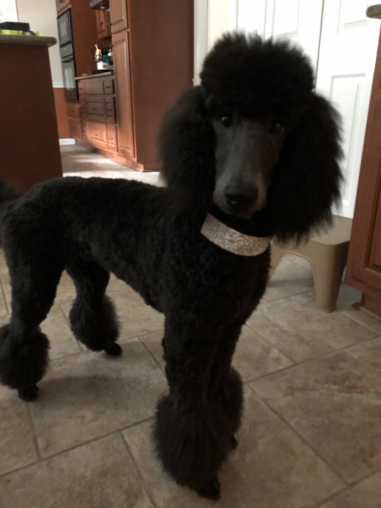 FOUR SEASONS PET RESORT 13 Reviews 5978 Nowhere Rd, Hull,