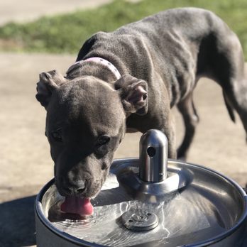 Bark Park - Dog Parks Near Me - Miami, Florida