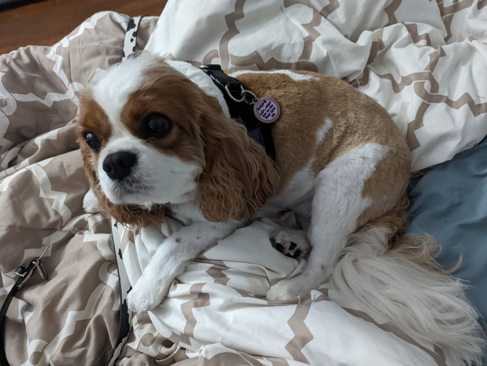 HEAVENLY CLIPS Updated May 2024 10 Photos 202 England St, Ashland