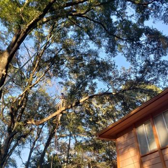Bickmeyers Tree Service - Tree work - Tree Services Near Me - Gainesville, Florida