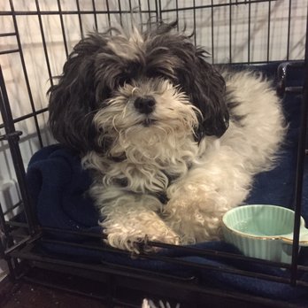 P Street Pet Practice - Ava on the mend, thanks to Dr. P! - Veterinarians Near Me - Washington, DC, District of Columbia P Street Pet Practice - Ava on the mend, thanks to Dr. P! - Veterinarians Near Me - Washington, DC, District of Columbia