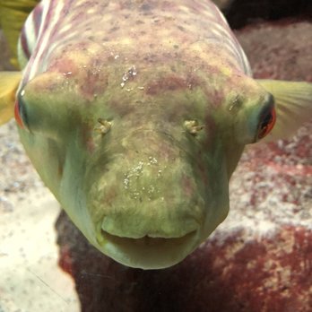 Shedd Aquarium - Pufferfish. - Aquariums Near Me - Chicago, Illinois Shedd Aquarium - Pufferfish. - Aquariums Near Me - Chicago, Illinois