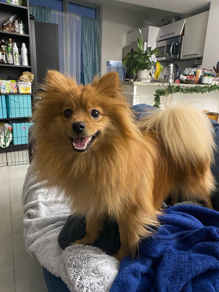 OnHowliday Pet Sitters - pet boarding facility in Miami, FL