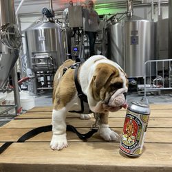 Furnace Room Brewery - Bolddogge Stout. Officially endorsed by bulldog.