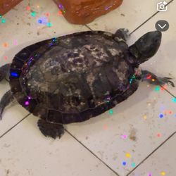 New China Buffett - Smelly rotten turtles