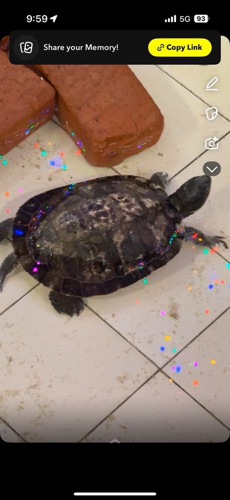 New China Buffett Logo