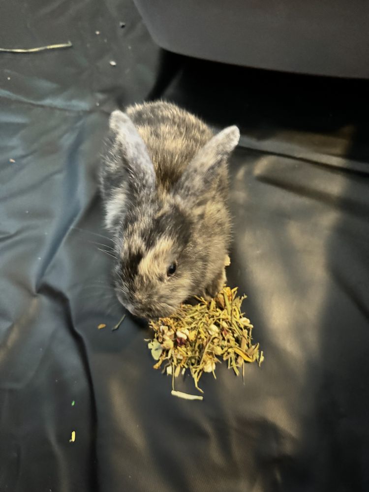 Coastal Critter Pet Care Image