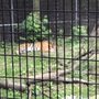 Amur Tiger