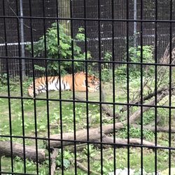 Amur Tiger