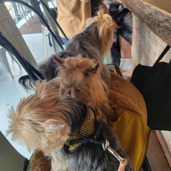 Half Shell Dockside - Dogs are totally welcomed.  These are my buddies during lunch - Bars Near Me - Apalachicola, Florida