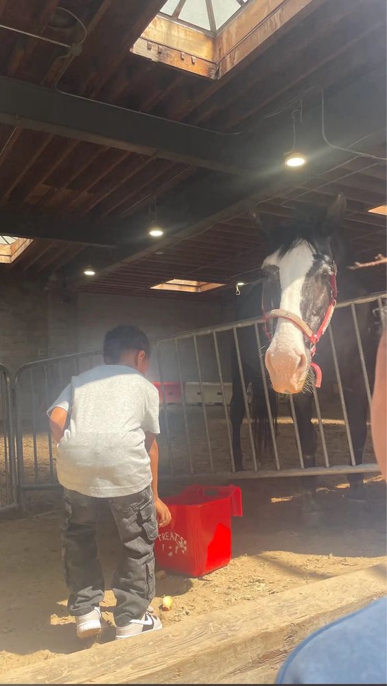 Be Brooklyn Equine - Prospect Park Stable - equestrian in Brooklyn, NY