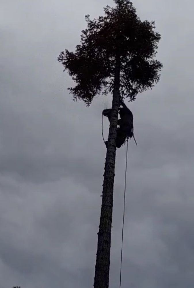 TAHOE MOUNTAIN TREE SERVICES Request a Quote Incline Village