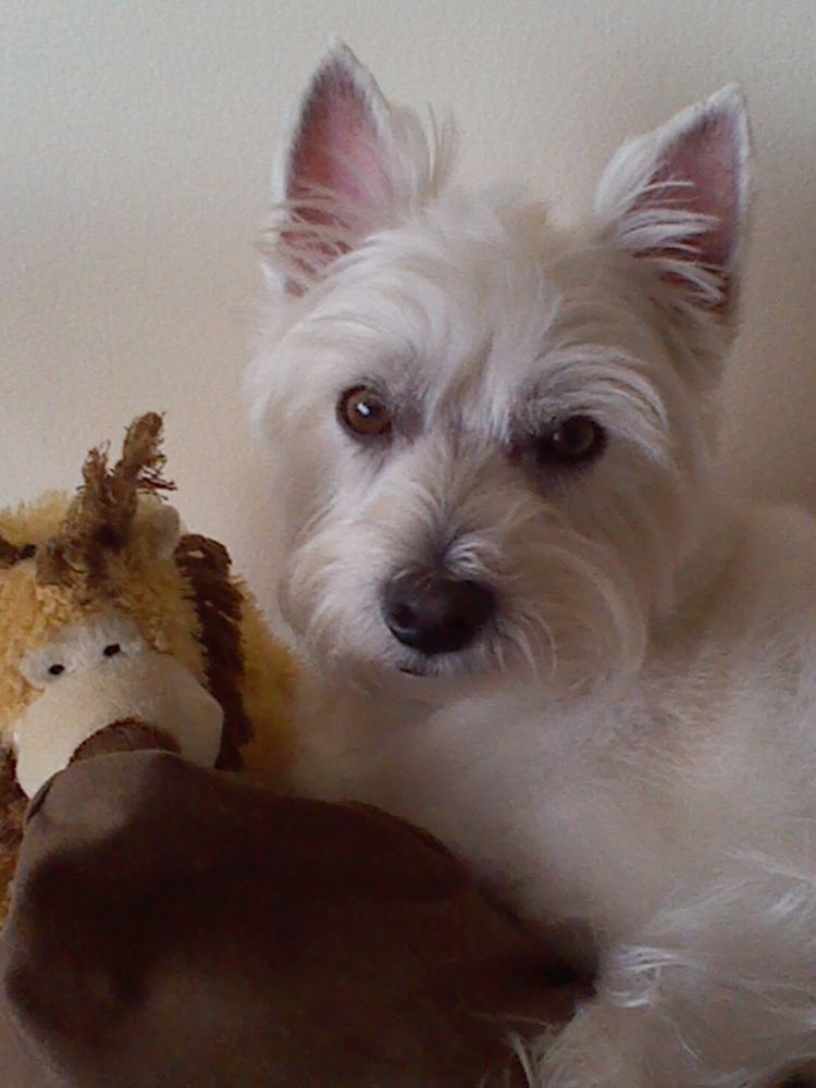 Woof Gang Bakery & Grooming Yamato Image