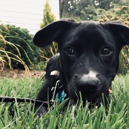 Our happy and healthy puppy.