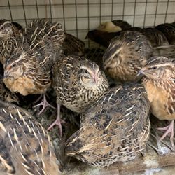 Aden Live Poultry - Quails