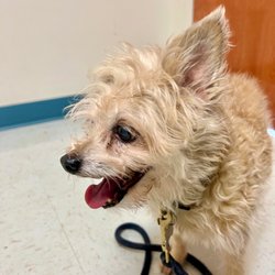 Best Friends Animal Clinic - Mollie before