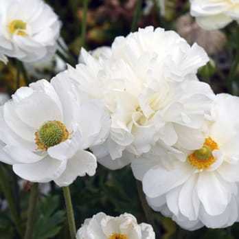 The Flower Fields - White Ranunculus - Venues & Event Spaces Near Me - Carlsbad, California The Flower Fields - White Ranunculus - Venues & Event Spaces Near Me - Carlsbad, California