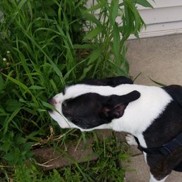 My fur baby waiting patiently for his turn since we showed up 30 minutes before our appointment.. They let us hang in the fenced in area My fur baby waiting patiently for his turn since we showed up 30 minutes before our appointment.. They let us hang in the fenced in area