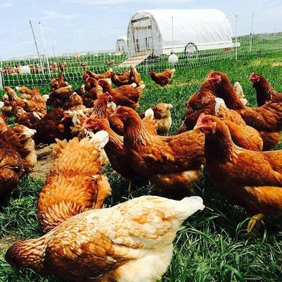 Browder’s Birds by null