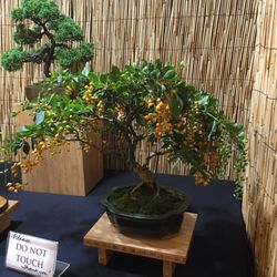 Kauai County Farm Bureau Fair - Duranta Bonsai