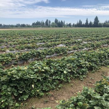 Driediger Farms - Farmers Market Near Me - Langley, British Columbia